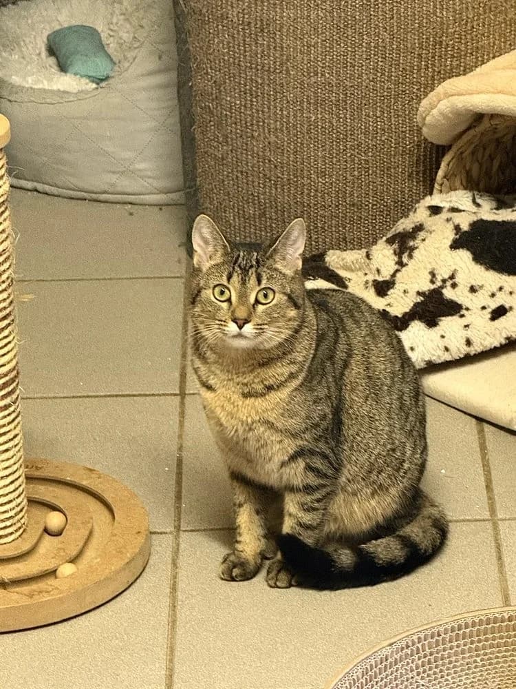 Meda, female young mixed breed for adoption at Tierschutzverein Weil am Rhein e.V., Weil am Rhein