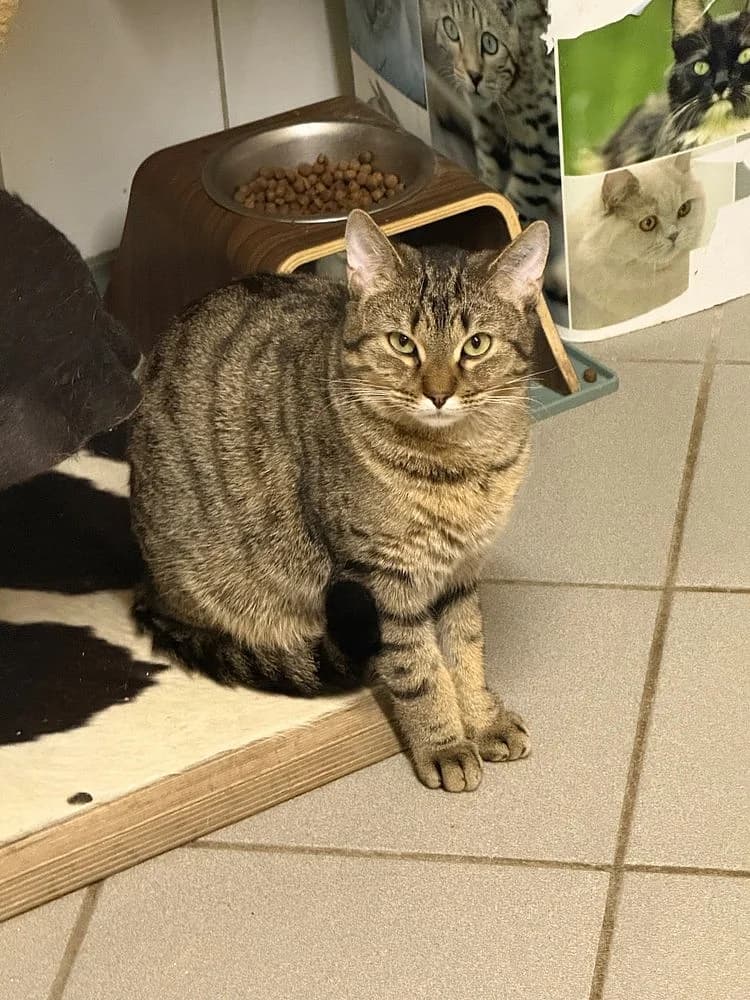 Coray, male young mixed breed for adoption at Tierschutzverein Weil am Rhein e.V., Weil am Rhein