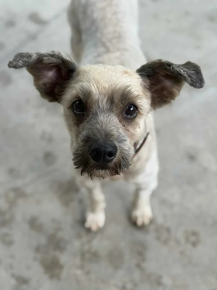 Rudi, male senior mixed breed for adoption at Tierschutzverein Weil am Rhein e.V., Weil am Rhein