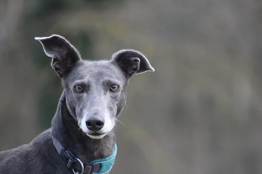 Gesha, female 5yo Greyhound for adoption at Tierschutzverein Weil am Rhein e.V., Weil am Rhein