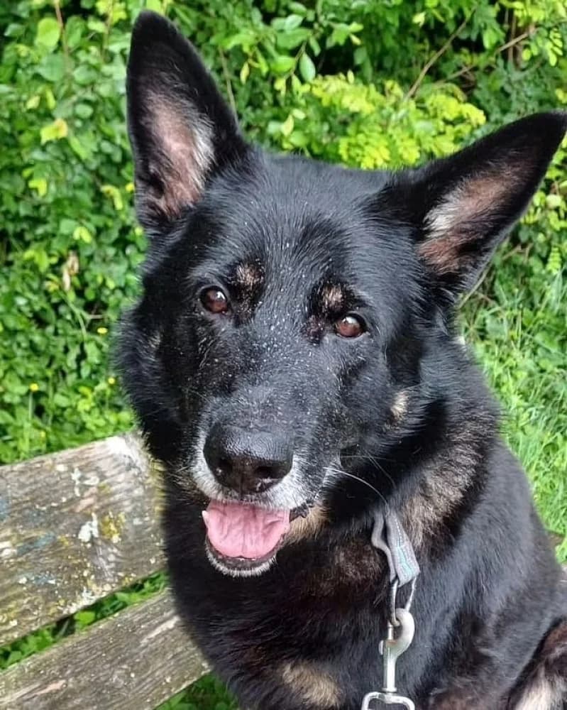Kailo, male senior German Shepherd for adoption at Tierschutzverein Weil am Rhein e.V., Weil am Rhein
