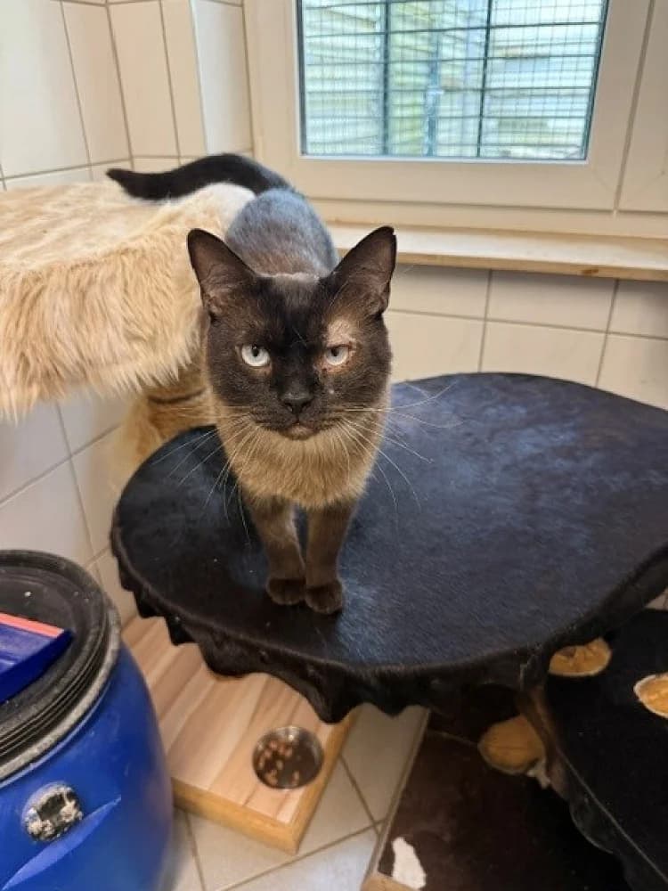 Triton, male 3yo mixed breed for adoption at Tierschutzverein Weil am Rhein e.V., Weil am Rhein