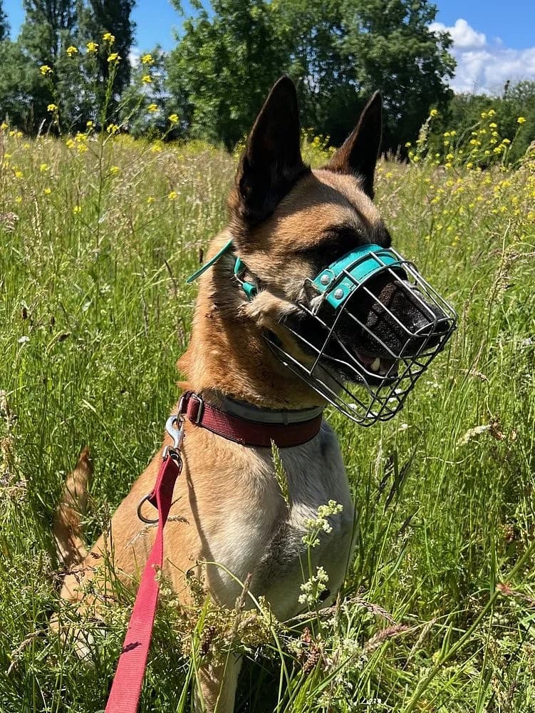 Manni, male young Belgian Malinois for adoption at Tierschutzverein Weil am Rhein e.V., Weil am Rhein