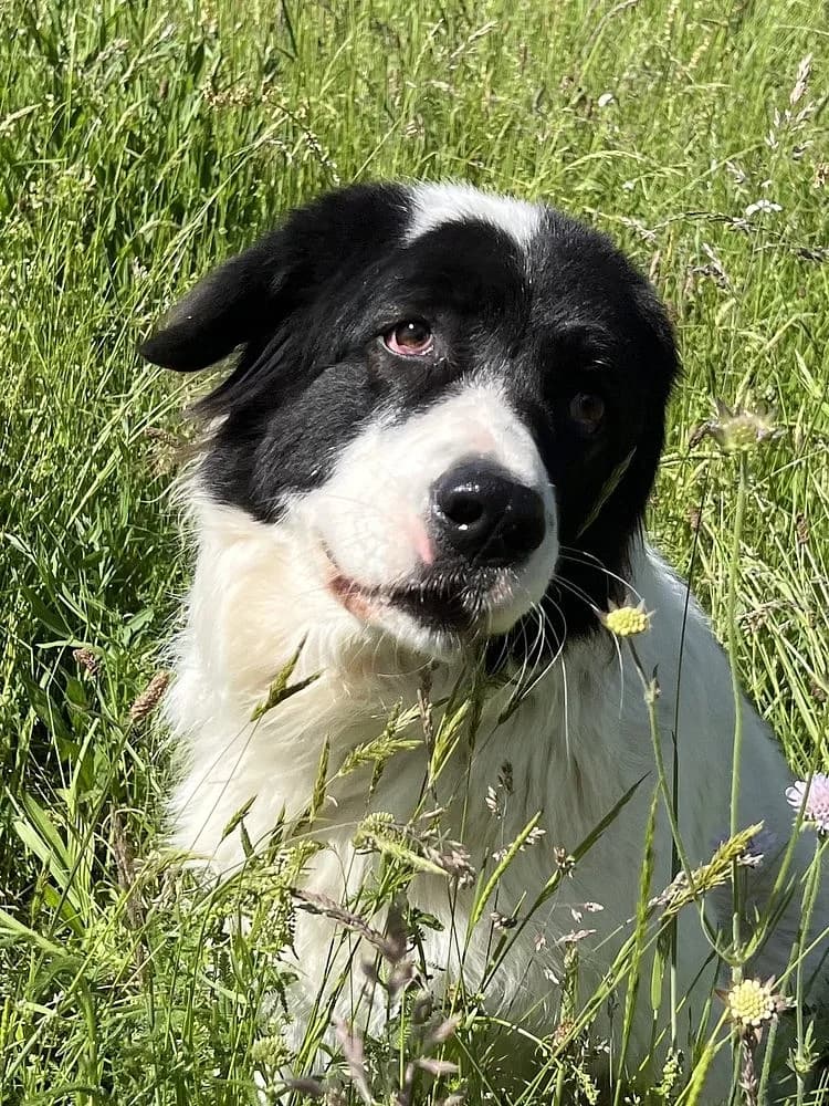 Margot, female 4yo Mixed Breed for adoption at Tierschutzverein Weil am Rhein e.V., Weil am Rhein