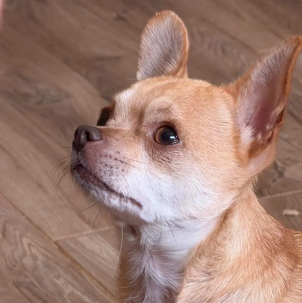 Jim Knopf, male 4yo Chihuahua for adoption at Tierschutzverein Weil am Rhein e.V., Weil am Rhein