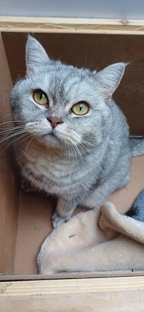 Pumba, male 3yo British Shorthair for adoption at Tierschutzverein Weil am Rhein e.V., Weil am Rhein