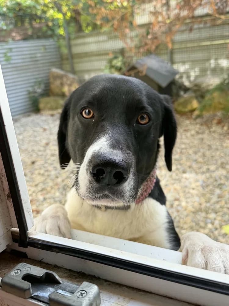 Balou, male young Labrador Retriever for adoption at Tierschutzverein Weil am Rhein e.V., Weil am Rhein
