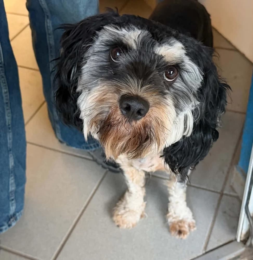 Ivan, male young Cavapoo for adoption at Tierschutzverein Weil am Rhein e.V., Weil am Rhein