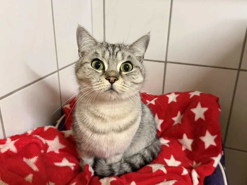 Arwen, female young British Shorthair for adoption at Tierschutzverein Weil am Rhein e.V., Weil am Rhein