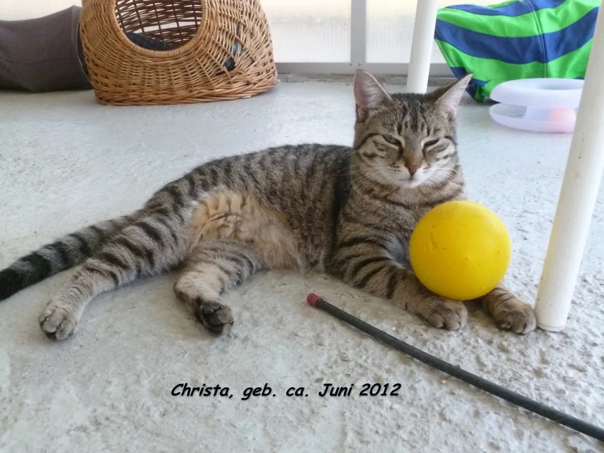 Christa, male senior Mixed Breed for adoption at Tierschutzverein Wertheim e.V., Wertheim
