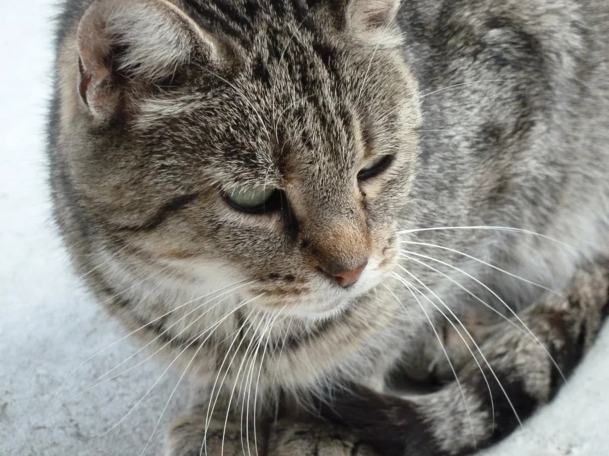 scheue Mausi, female senior Mixed Breed for adoption at Tierschutzverein Wertheim e.V., Wertheim