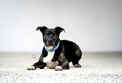 Patenschaftshund Scott, male senior Mixed Breed for adoption at Tierschutzverein Whm. u. Umg. e.V., Weinheim