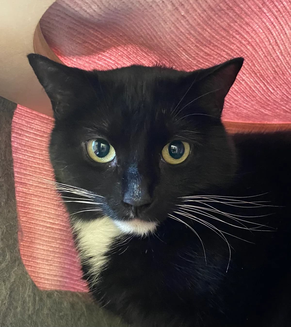 Shadow, male 4yo Mixed Breed for adoption at Tierschutzverein Whm. u. Umg. e.V., Weinheim