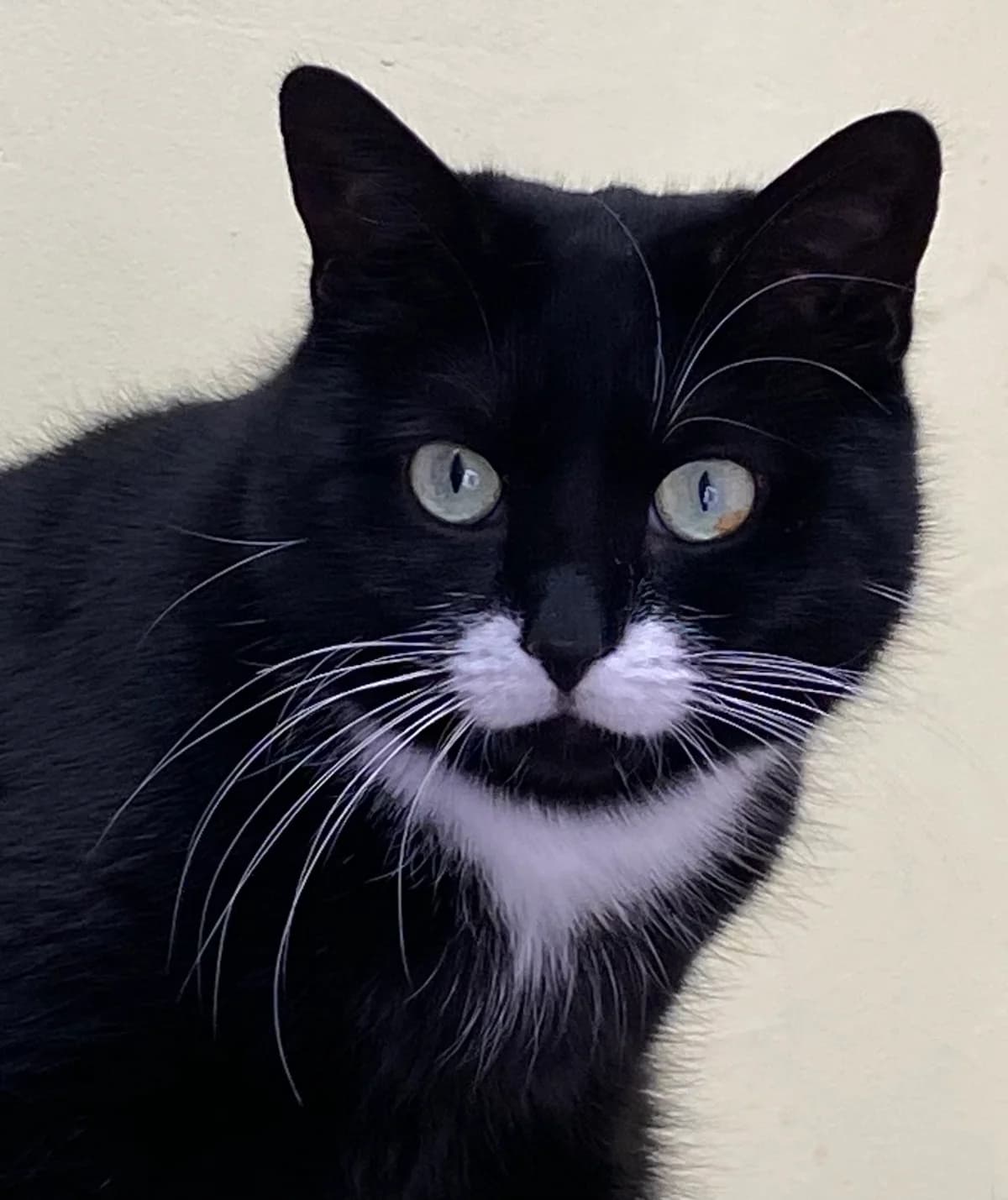 Sugar, male 4yo Mixed Breed for adoption at Tierschutzverein Whm. u. Umg. e.V., Weinheim