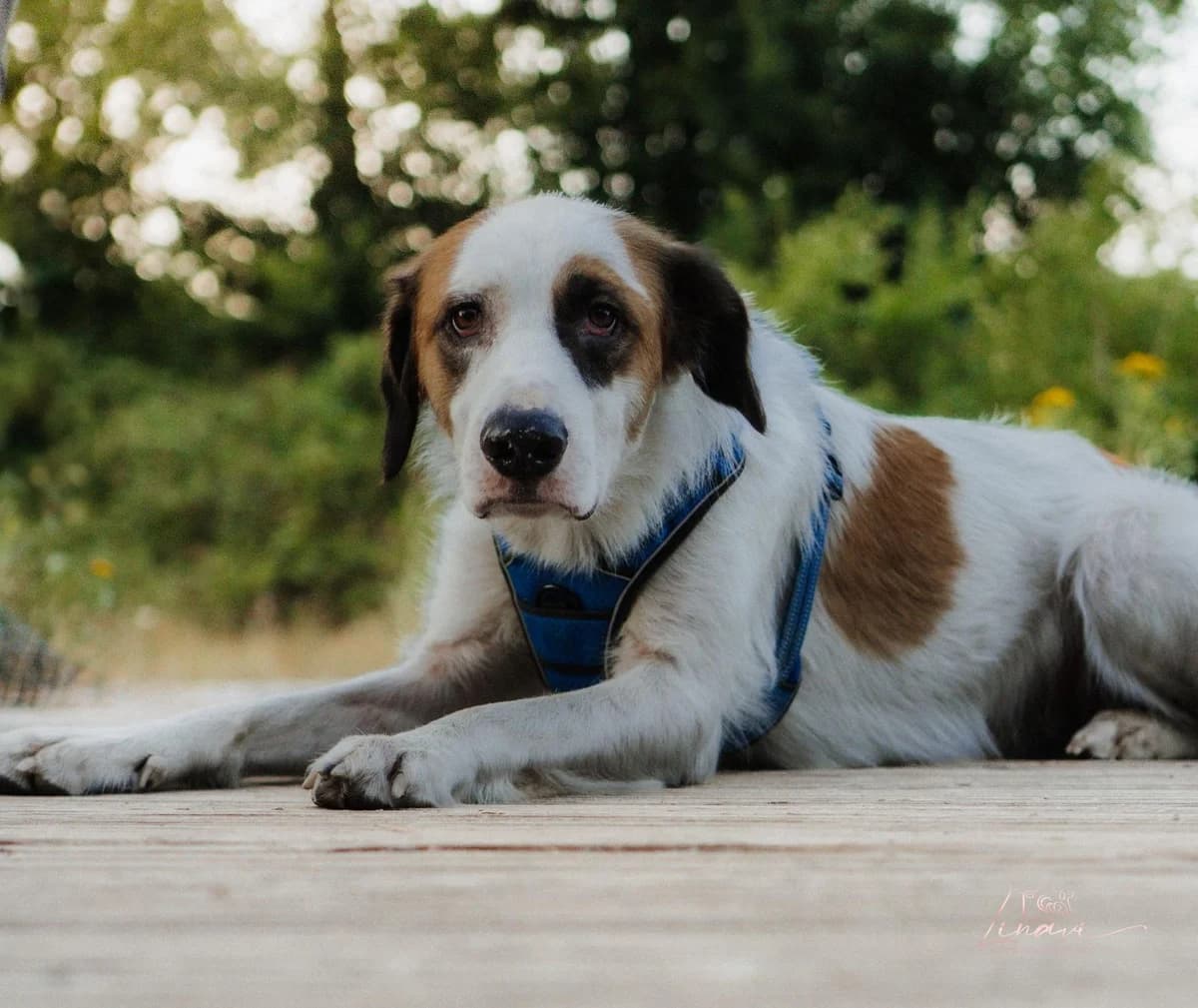 Hiro – Vermittlungshilfe, male 3yo Mixed Breed for adoption at Tierschutzverein Whm. u. Umg. e.V., Weinheim