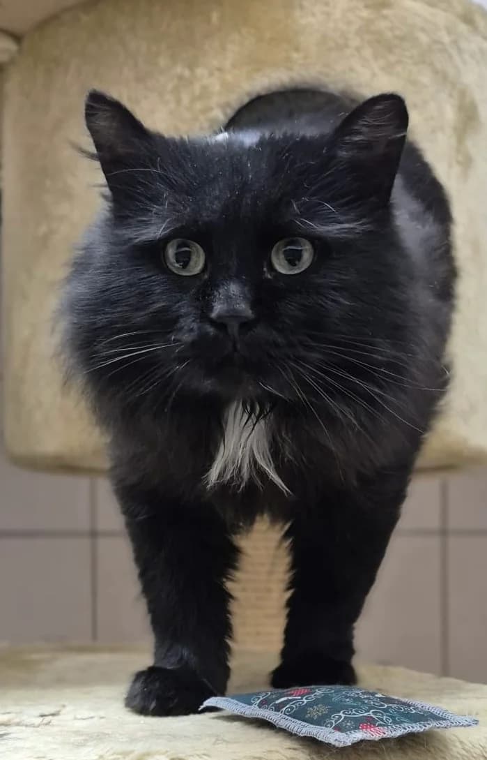 Omid – reserviert, male 6yo Mixed Breed for adoption at Tierschutzverein Whm. u. Umg. e.V., Weinheim