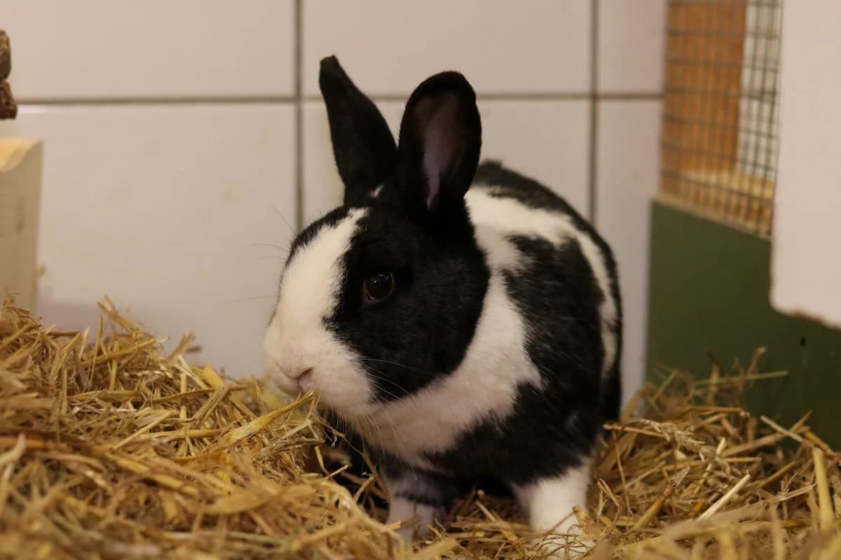 Mambo und Maxi, male Mixed Breed for adoption at Tierschutzverein Whm. u. Umg. e.V.