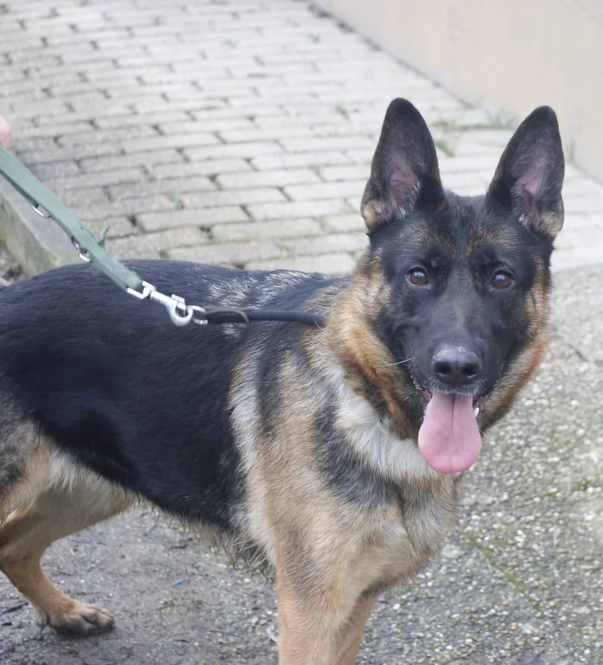 Ida – reserviert, female 4yo Mixed Breed for adoption at Tierschutzverein Whm. u. Umg. e.V., Weinheim