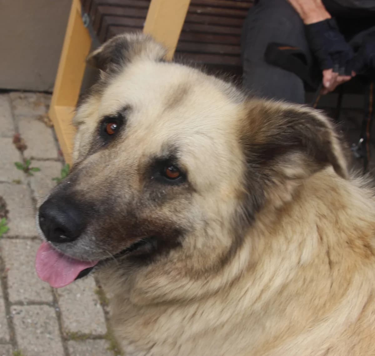 Lola, female 7yo Mixed Breed for adoption at Tierschutzverein Whm. u. Umg. e.V., Weinheim