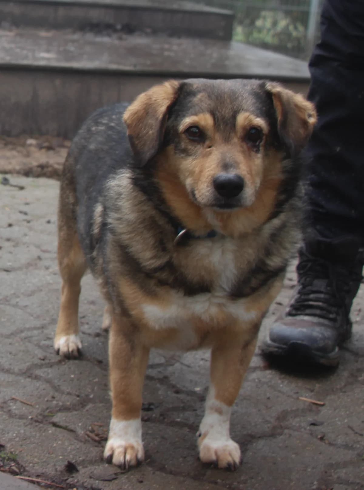 Benito – zusammen mit Blanka, male 7yo Mixed Breed for adoption at Tierschutzverein Whm. u. Umg. e.V., Weinheim