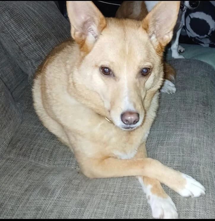 Alpha – Vermittlungshilfe, female senior Mixed Breed for adoption at Tierschutzverein Whm. u. Umg. e.V., Weinheim