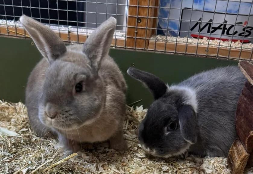 Flocke und Fussel – reserviert, male young Mixed Breed for adoption at Tierschutzverein Whm. u. Umg. e.V.