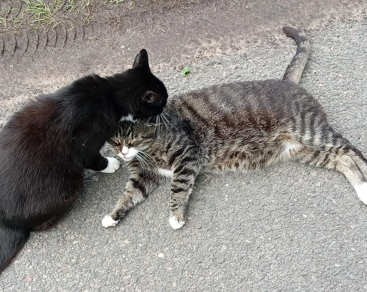 Alfie & Minze – Vermittlungshilfe, male senior Mixed Breed for adoption at Tierschutzverein Whm. u. Umg. e.V., Weinheim