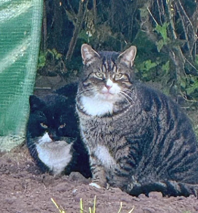 Alfie & Minze – Vermittlungshilfe, male senior Mixed Breed for adoption at Tierschutzverein Whm. u. Umg. e.V., Weinheim