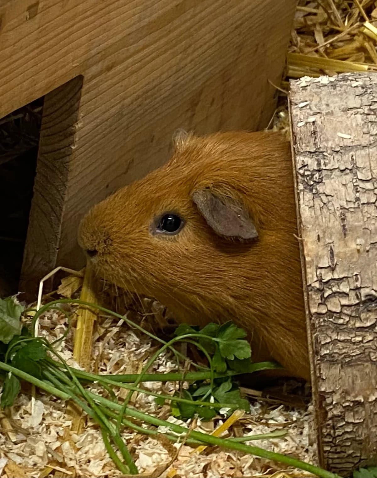 Manni, male young Mixed Breed for adoption at Tierschutzverein Whm. u. Umg. e.V.