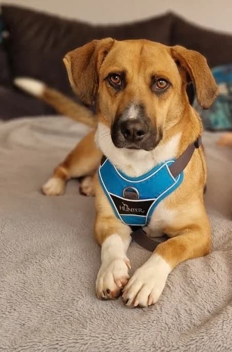 Bruno – Vermittlungshilfe, male puppy Mixed Breed for adoption at Tierschutzverein Whm. u. Umg. e.V., Weinheim