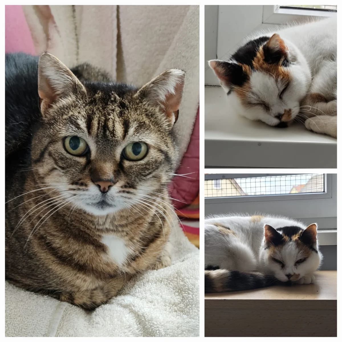 Gretchen und Kitty – Vermittlungshilfe, female Mixed Breed for adoption at Tierschutzverein Whm. u. Umg. e.V.