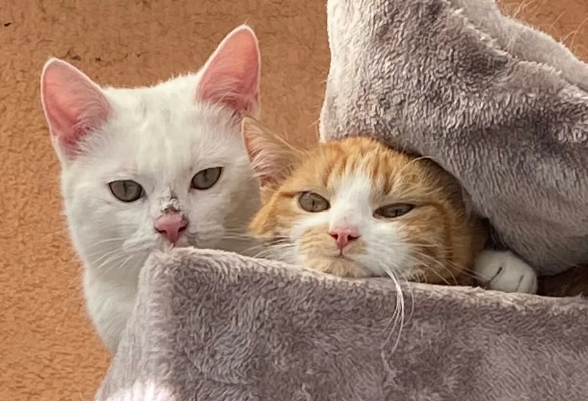 Itchy & Scratchy, rot male Mixed Breed for adoption at Tierschutzverein Whm. u. Umg. e.V.