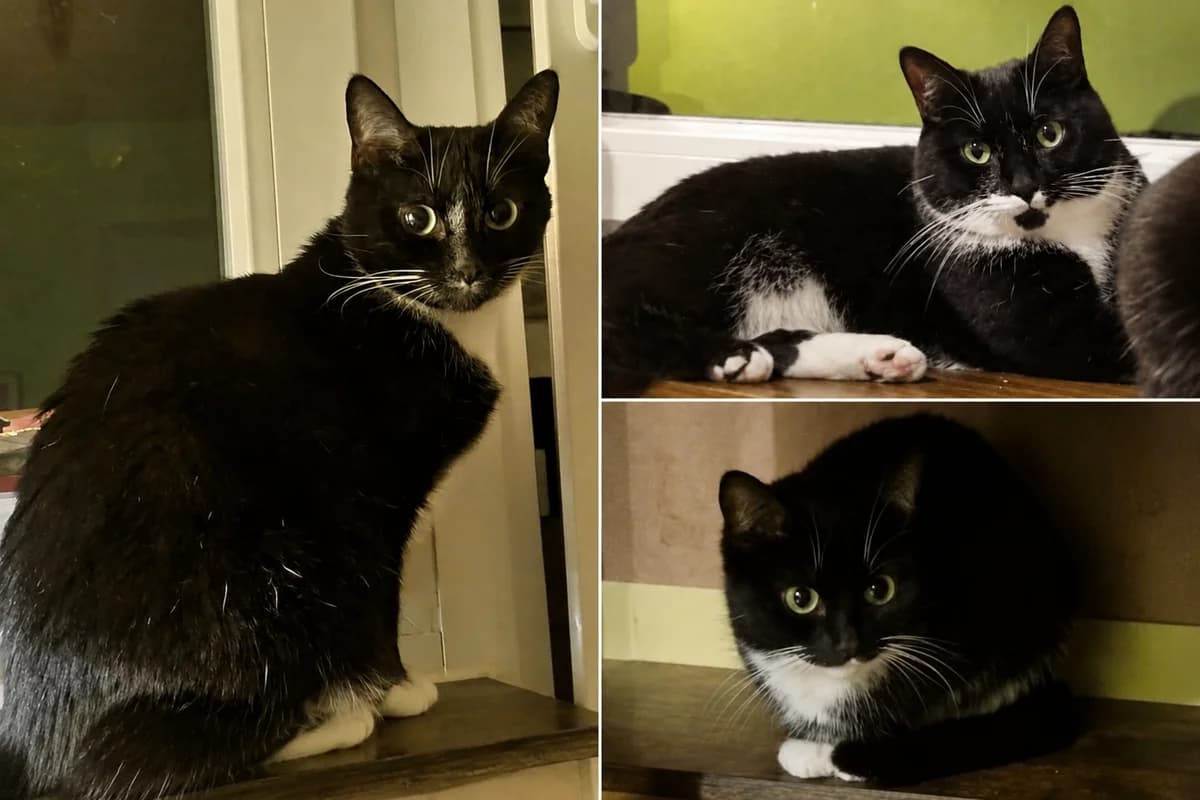 Gismo, Zwergli und Moschi – Vermittlungshilfe, male 4yo Mixed Breed for adoption at Tierschutzverein Whm. u. Umg. e.V., Weinheim