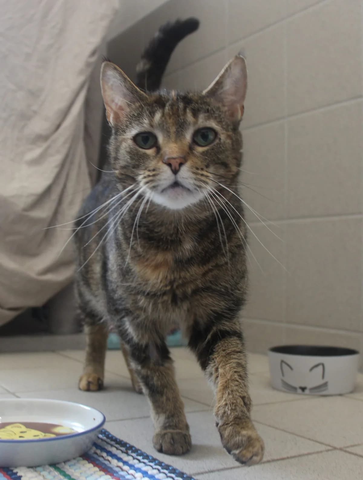 Face, female 6yo Mixed Breed for adoption at Tierschutzverein Whm. u. Umg. e.V., Weinheim