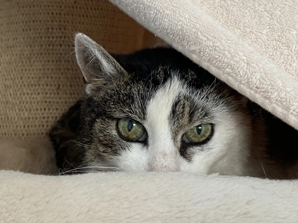 Mausi, female senior Mixed Breed for adoption at Tierschutzverein Whm. u. Umg. e.V., Weinheim