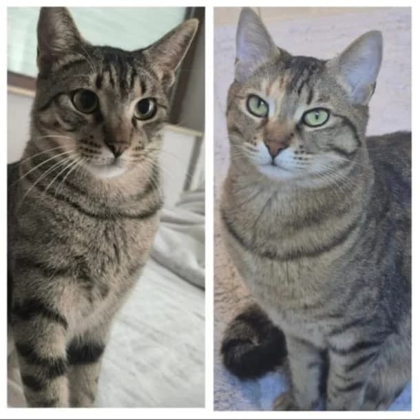 Chopin & Sonata – Vermittlungshilfe, male young Mixed Breed for adoption at Tierschutzverein Whm. u. Umg. e.V., Weinheim