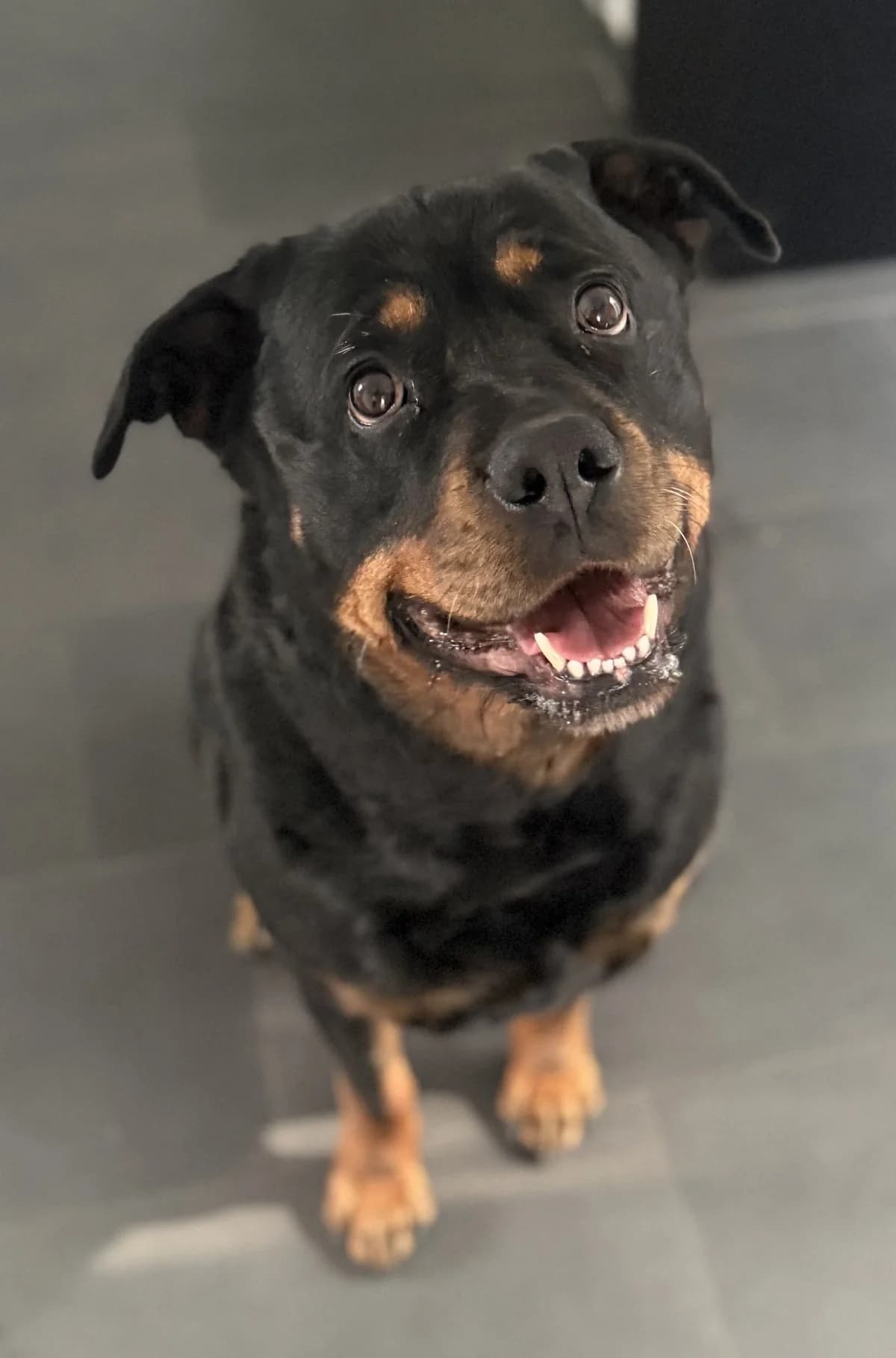 Tyra –, female puppy Mixed Breed for adoption at Tierschutzverein Whm. u. Umg. e.V., Weinheim