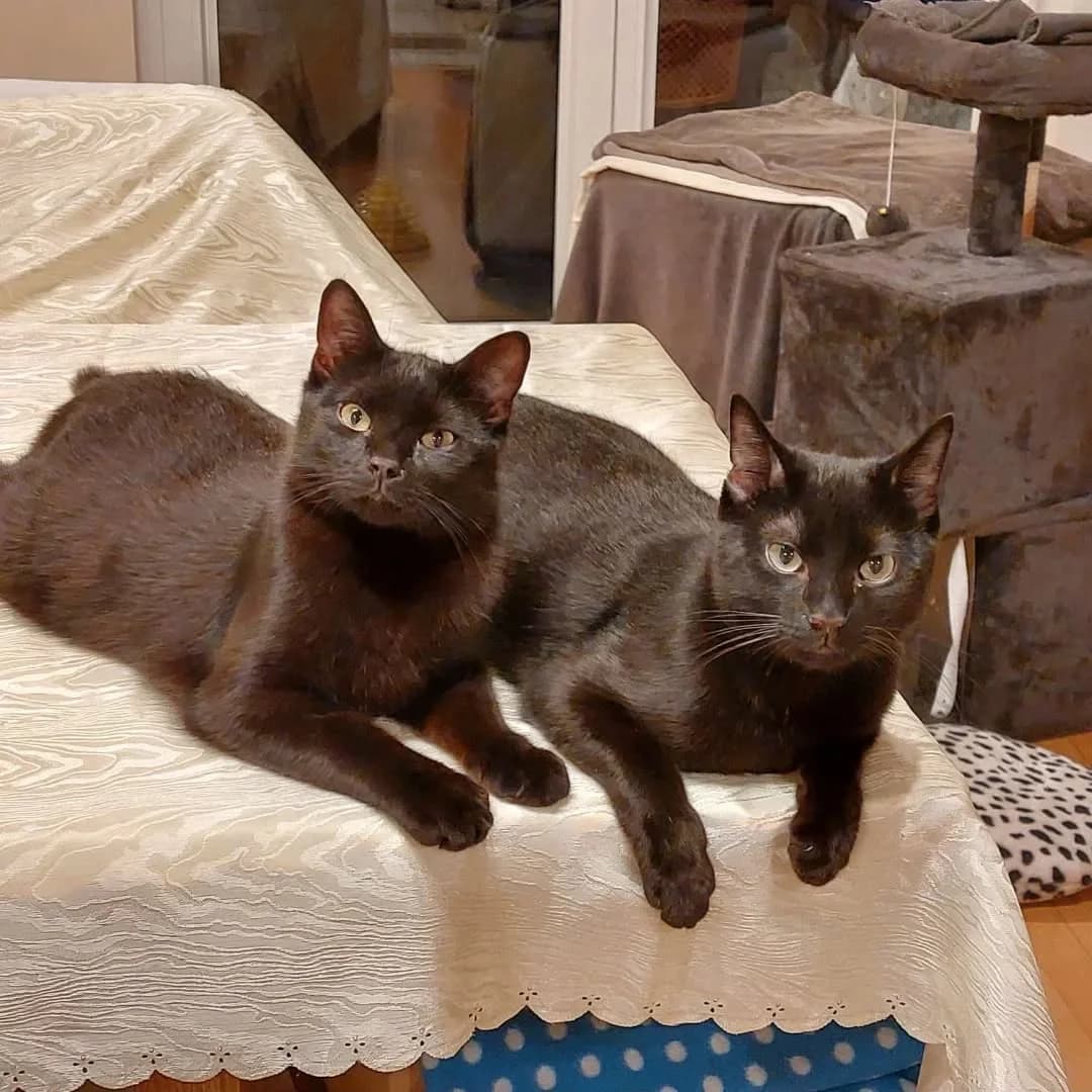 Mio & Noah – Vermittlungshilfe, male young Mixed Breed for adoption at Tierschutzverein Whm. u. Umg. e.V., Weinheim