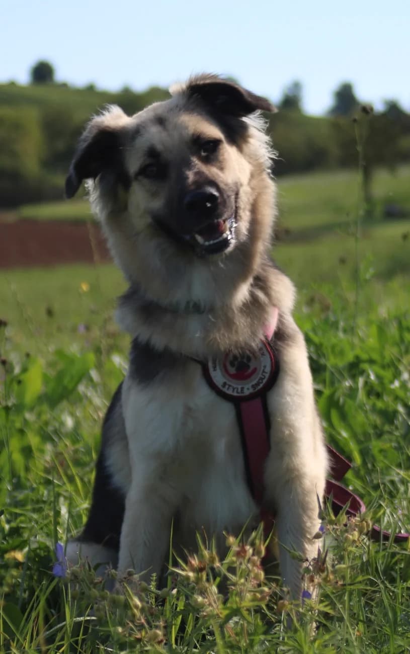 Suki –, female young Mixed Breed for adoption at Tierschutzverein Whm. u. Umg. e.V., Weinheim