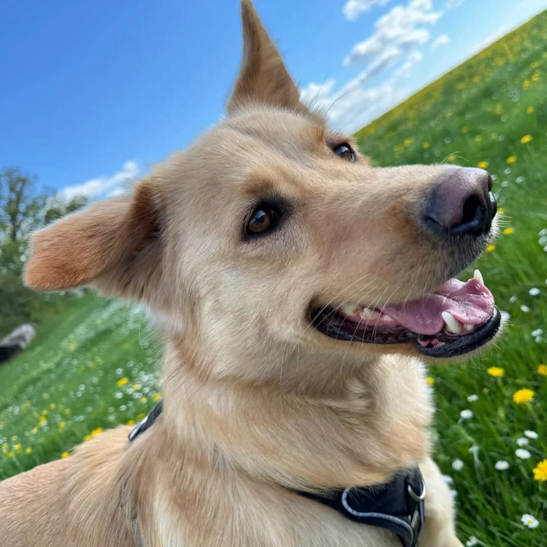 Gino –, male 5yo Mixed Breed for adoption at Tierschutzverein Whm. u. Umg. e.V., Weinheim