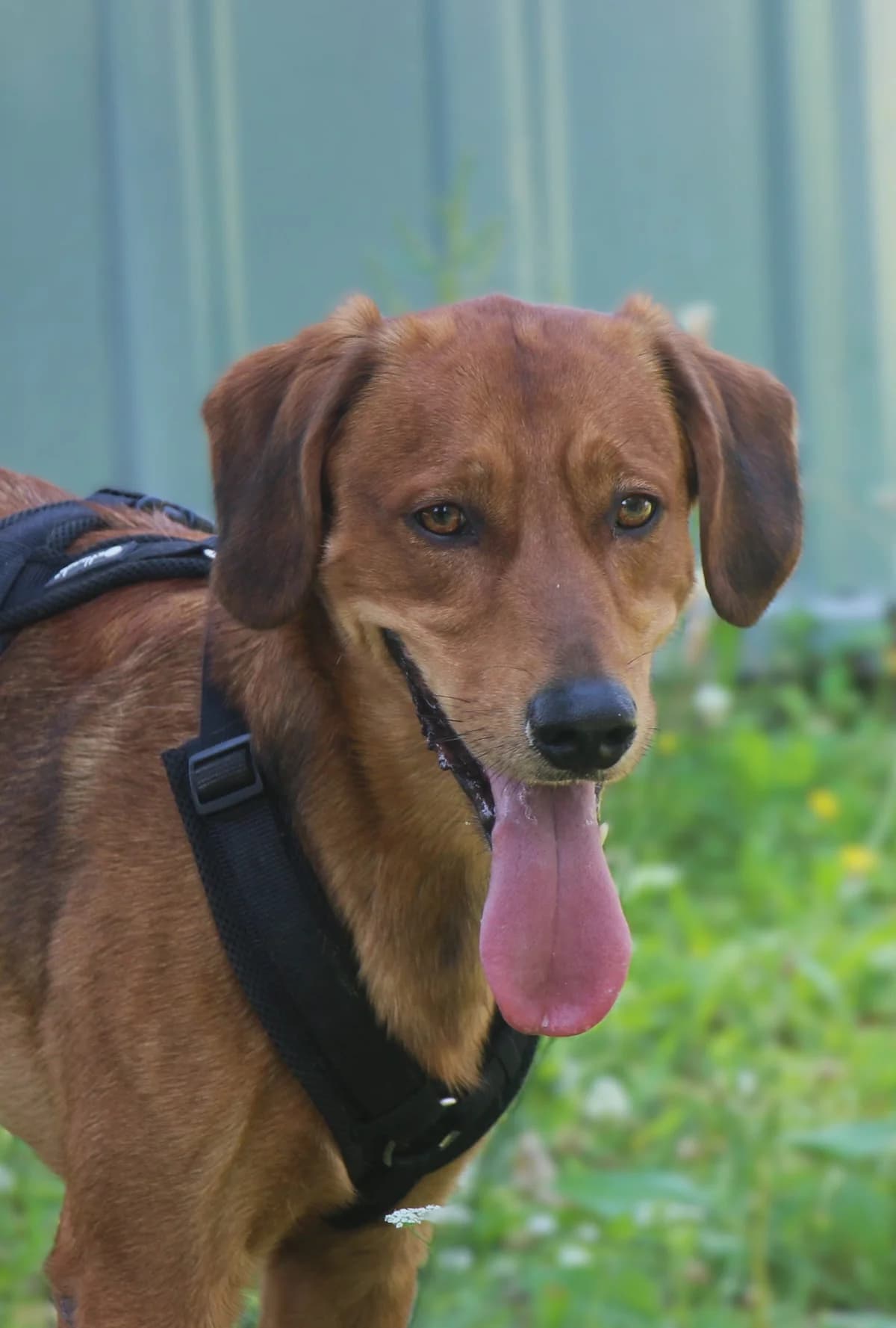 Chase, male 3yo Mixed Breed for adoption at Tierschutzverein Whm. u. Umg. e.V., Weinheim
