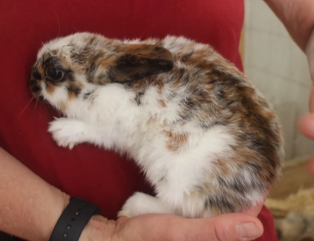 Dana, female mixed breed for adoption at Tierschutzverein Whm. u. Umg. e.V., Weinheim