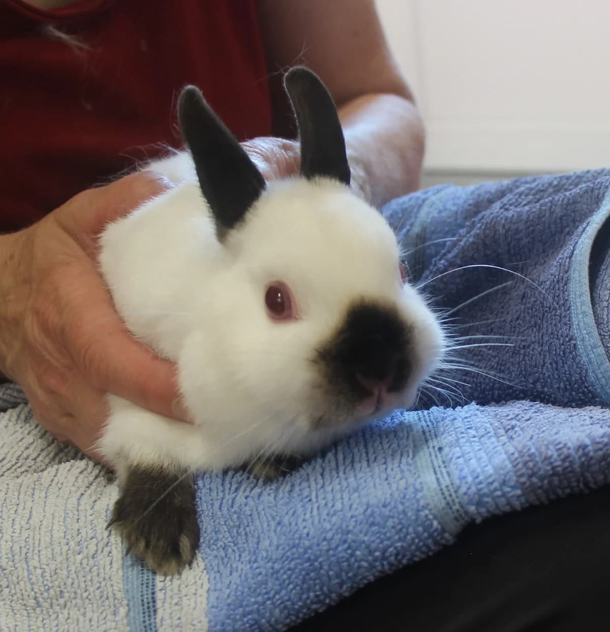 Dada, female mixed breed for adoption at Tierschutzverein Whm. u. Umg. e.V., Weinheim