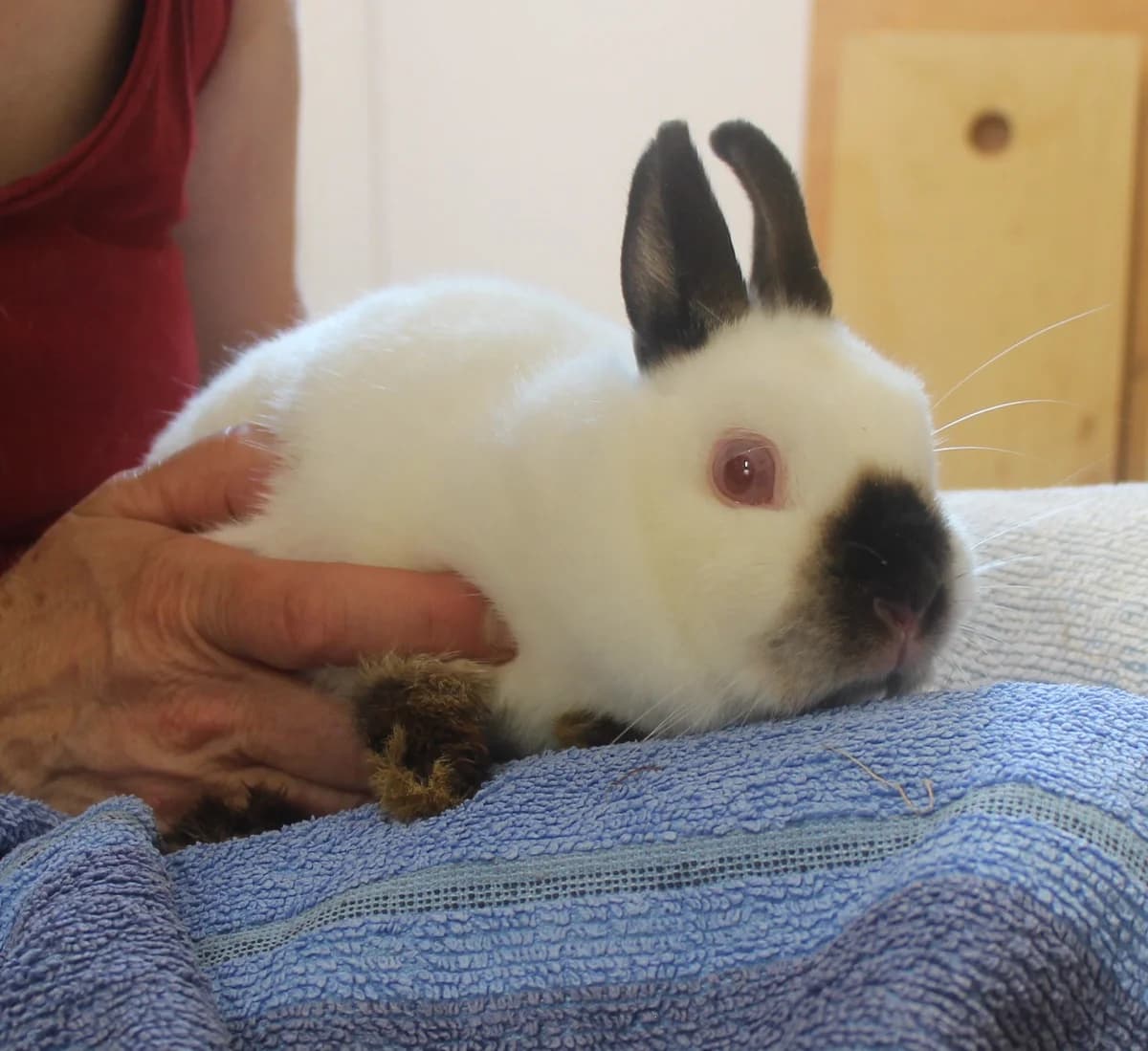 Dagmar, female mixed breed for adoption at Tierschutzverein Whm. u. Umg. e.V., Weinheim