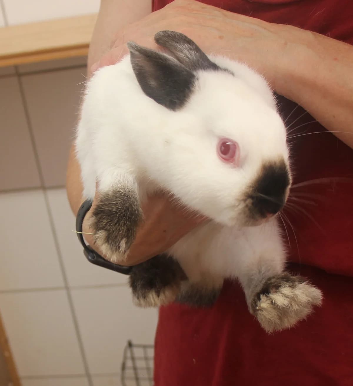 Danny, female mixed breed for adoption at Tierschutzverein Whm. u. Umg. e.V., Weinheim