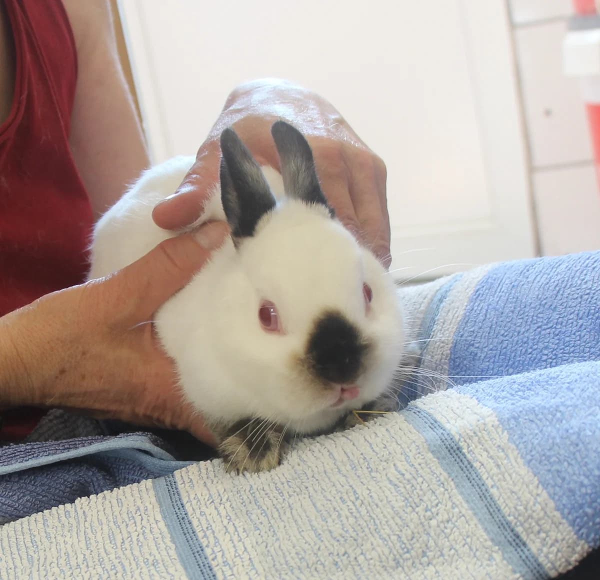 Dante, male mixed breed for adoption at Tierschutzverein Whm. u. Umg. e.V., Weinheim