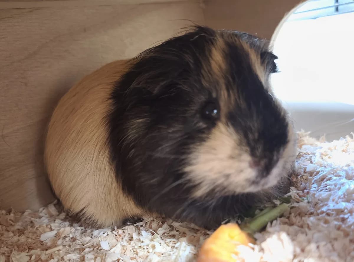 Donald, male Mixed Breed for adoption at Tierschutzverein Whm. u. Umg. e.V., Weinheim
