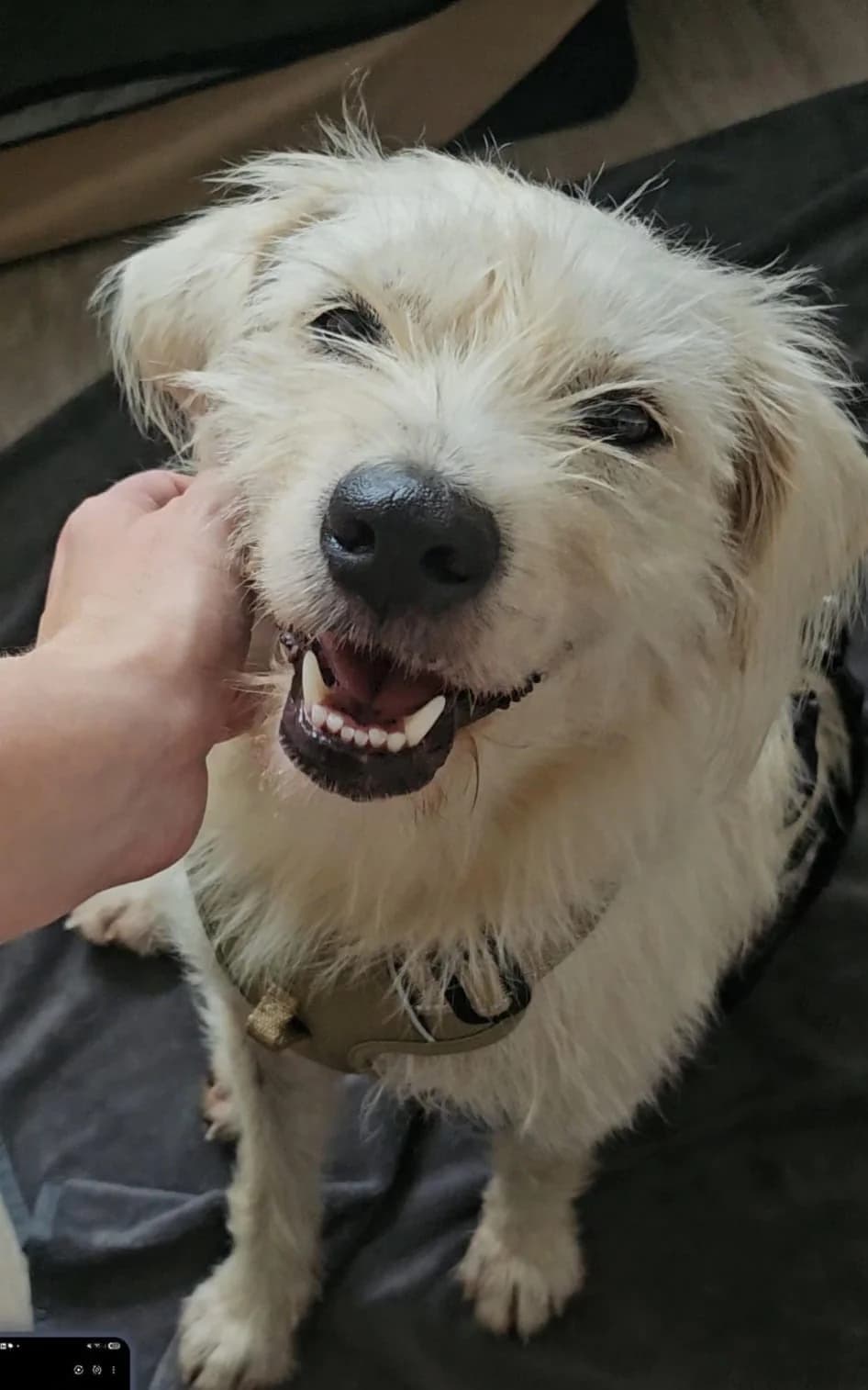 Skan –, male 4yo Mixed Breed for adoption at Tierschutzverein Whm. u. Umg. e.V., Weinheim