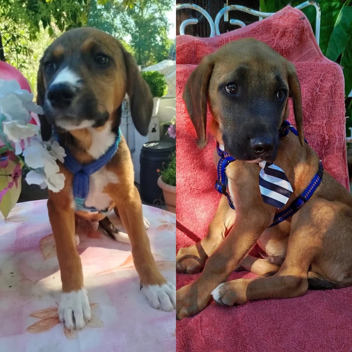 Erwin &, male puppy Mixed Breed for adoption at Tierschutzverein Whm. u. Umg. e.V., Weinheim