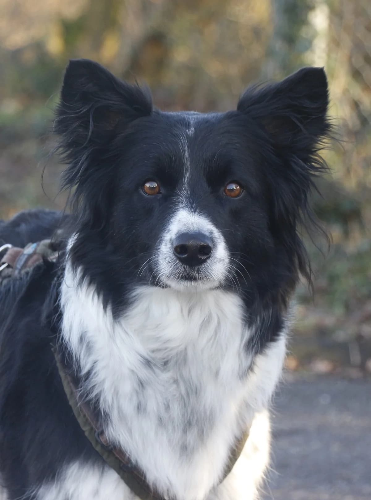 Emmi, female 5yo Mixed Breed for adoption at Tierschutzverein Whm. u. Umg. e.V., Weinheim